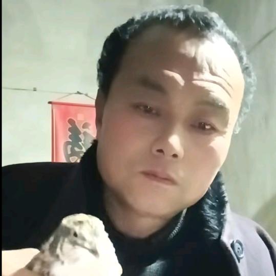 陈家养斗鹌鹑精品