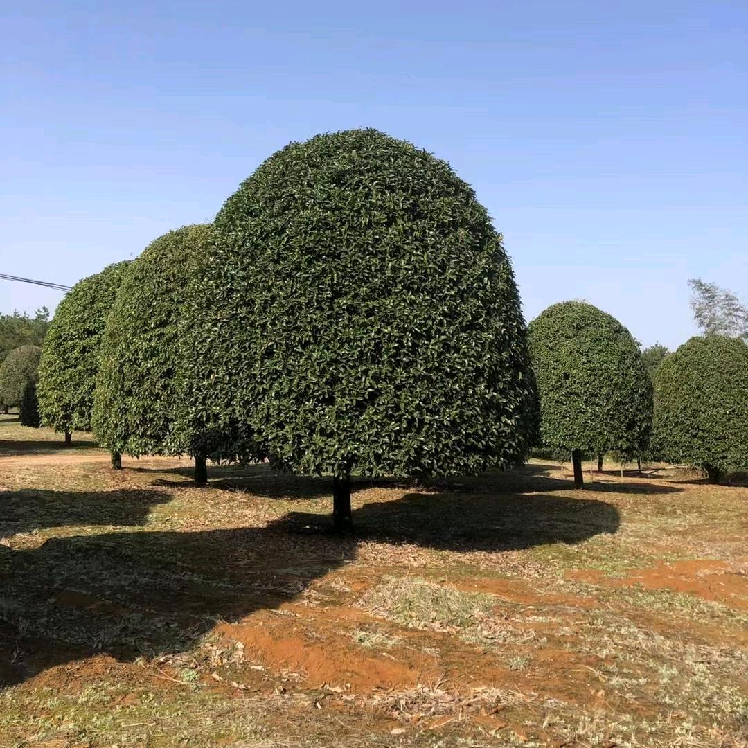 宣城市浩伟园林