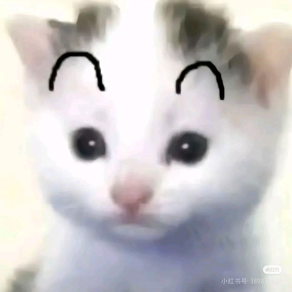 咪豆子🐈‍⬛