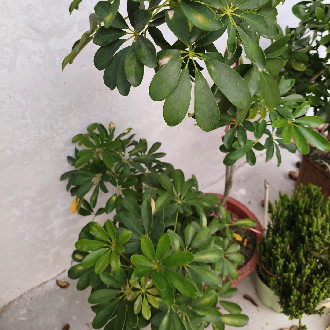 平安是福