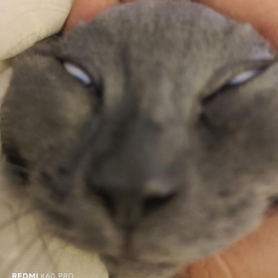 韵律(三角洲行动)