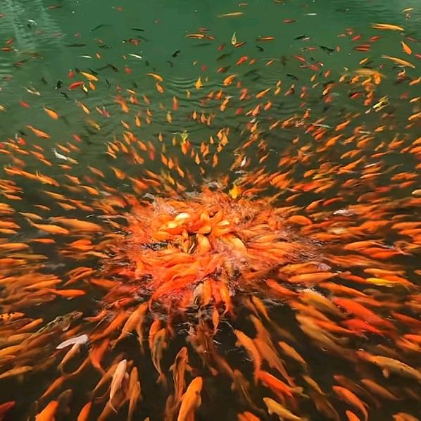 顺风顺水