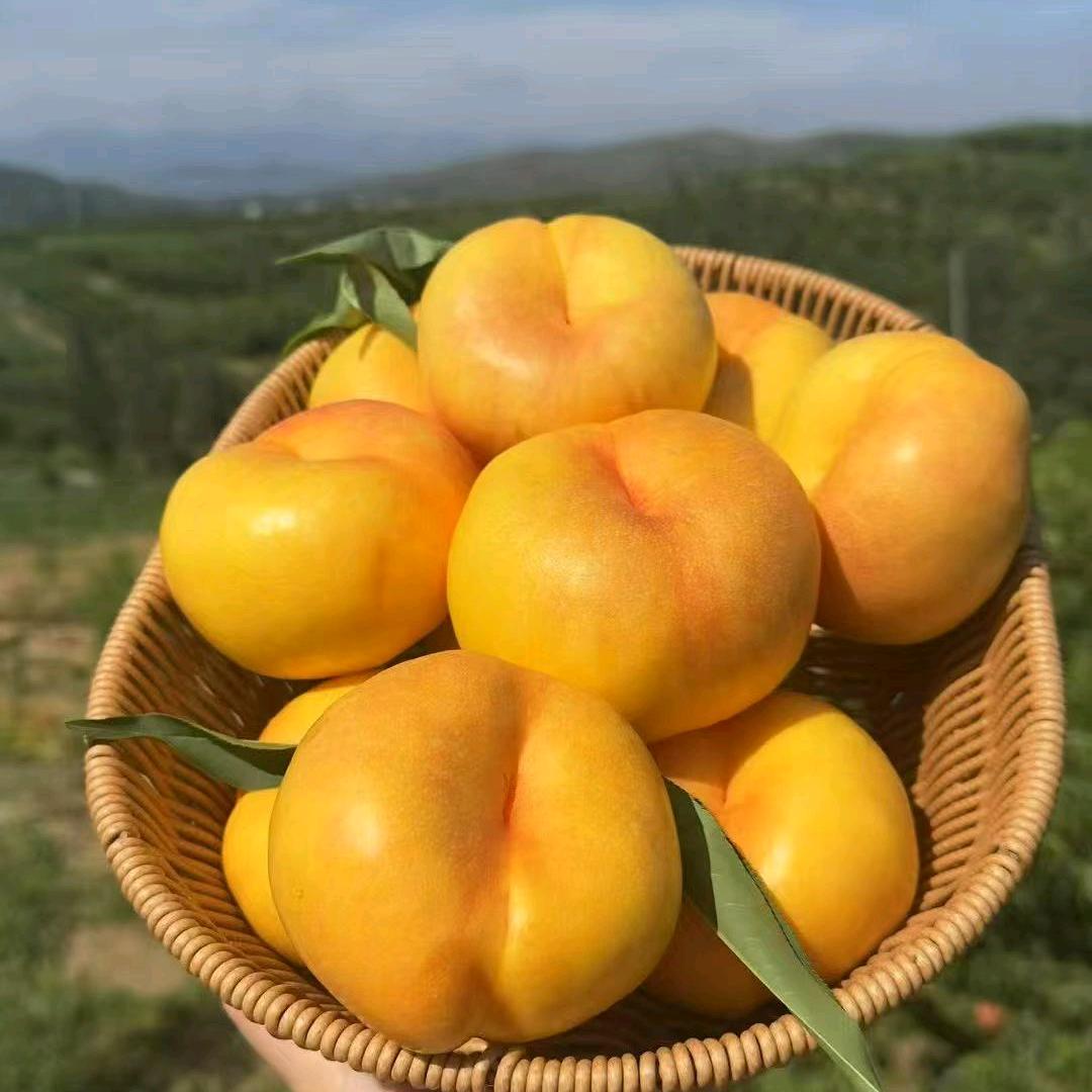 山东卖桃的(･ｪ-)