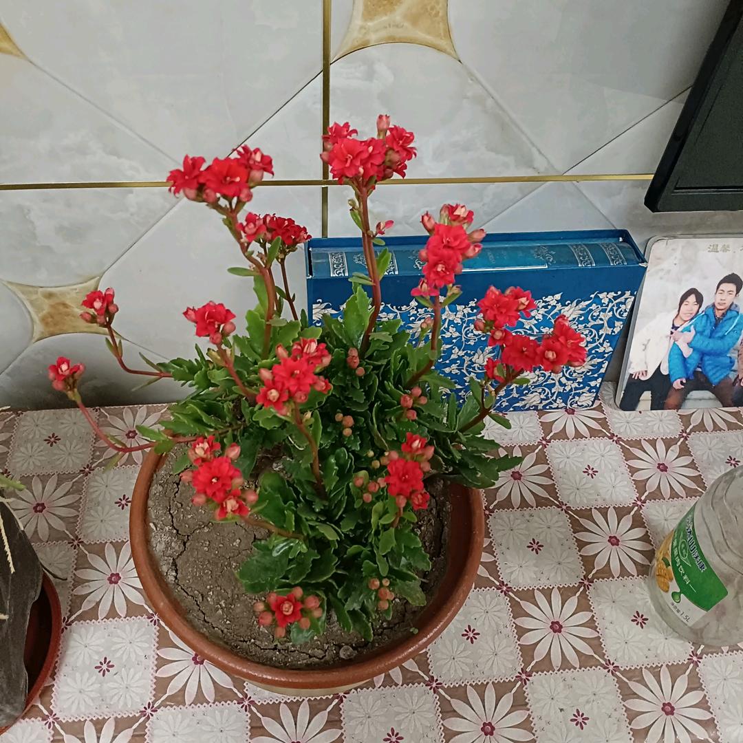 菊花多