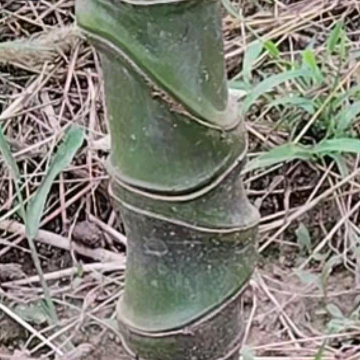 实心玉竹下山一线