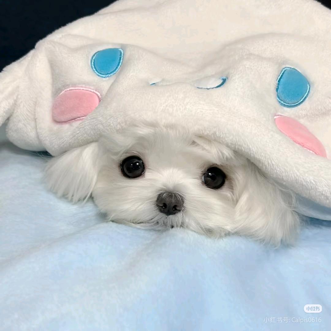 萌宁