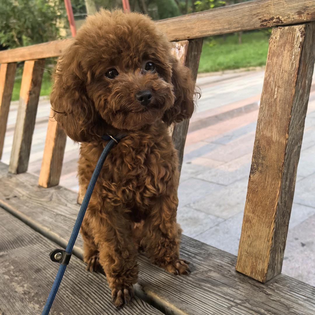 可乐吖🐶