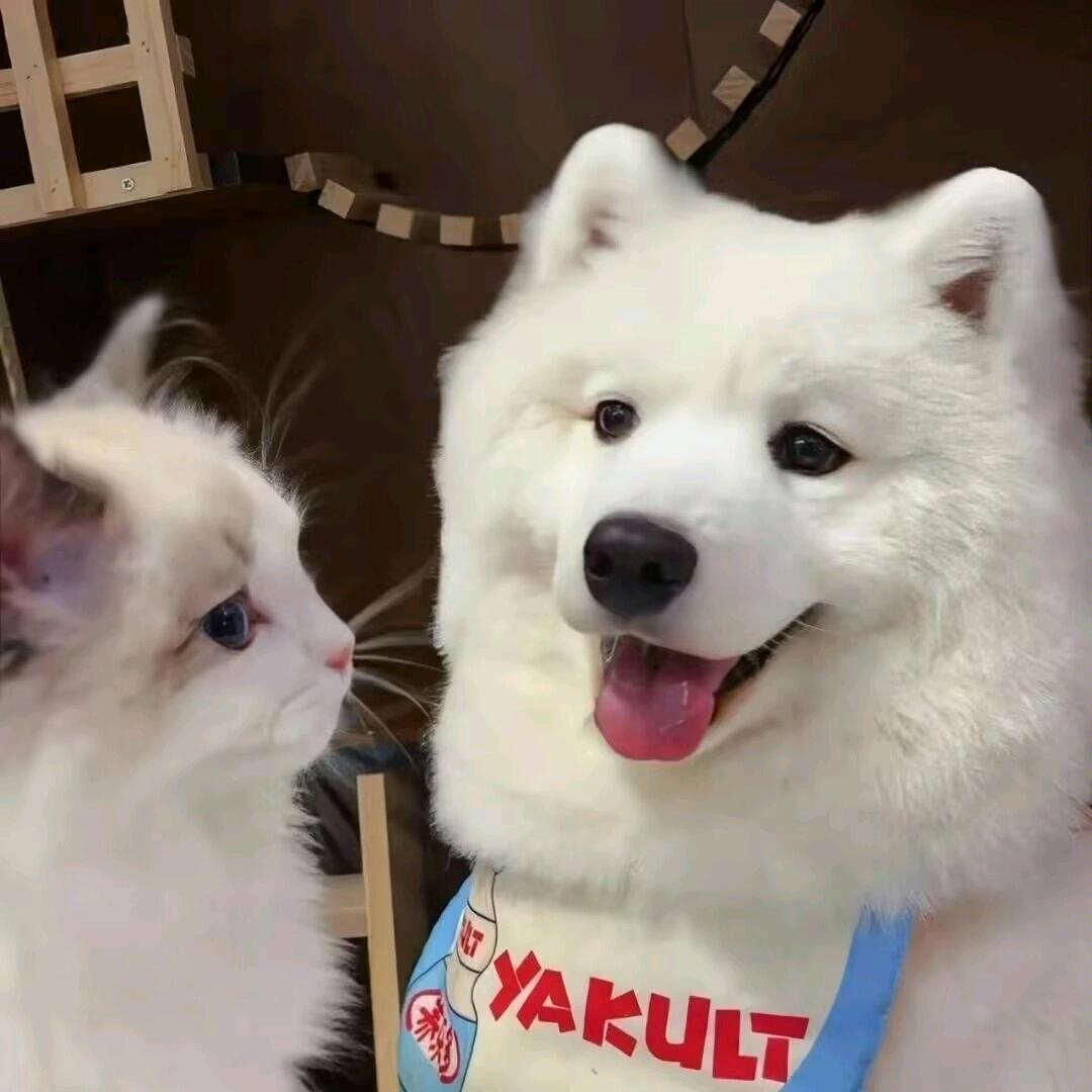 飞羽