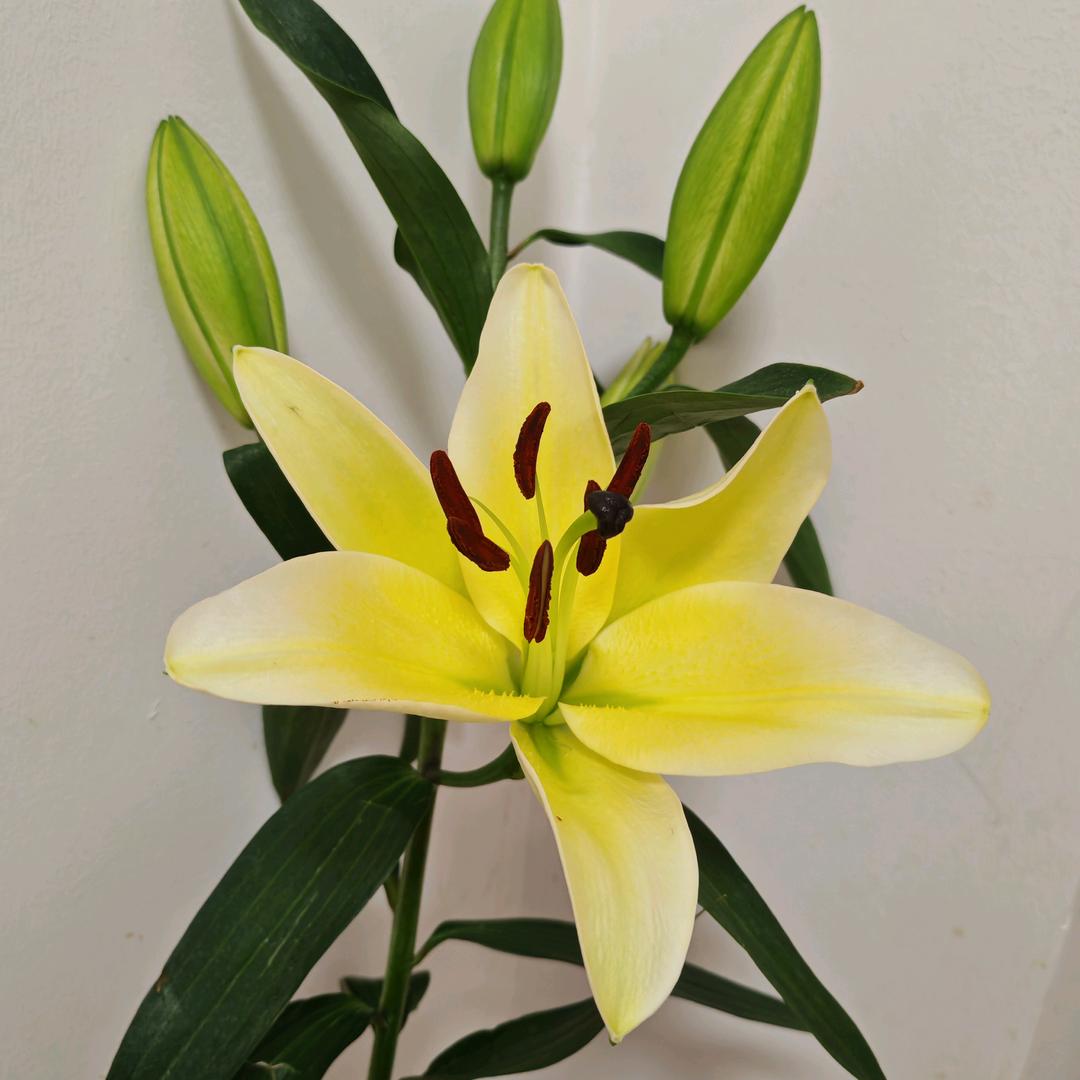 花🌹开🌹梦🌹一🌹场