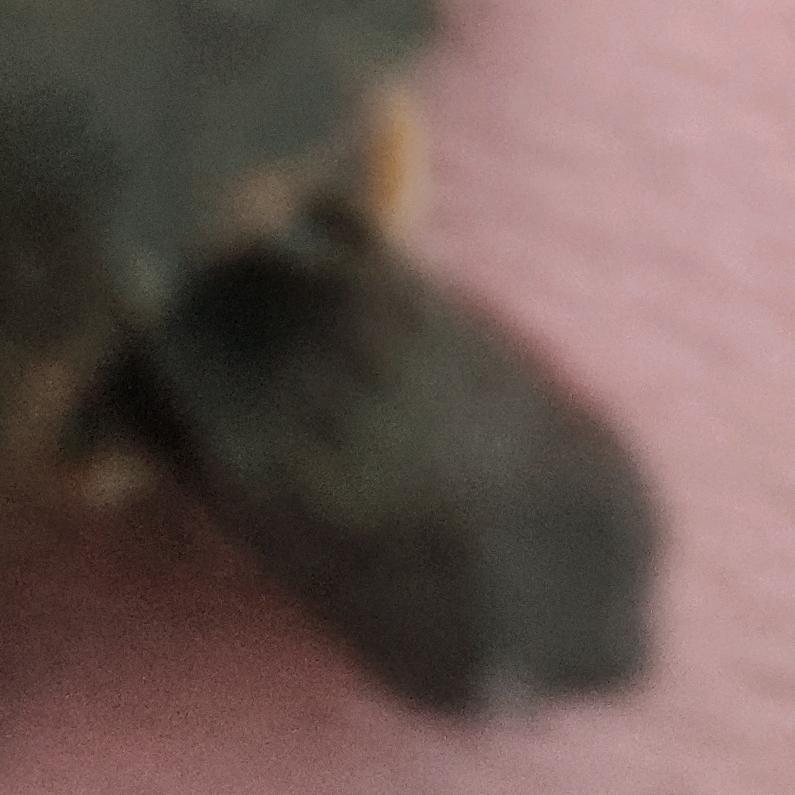 红超