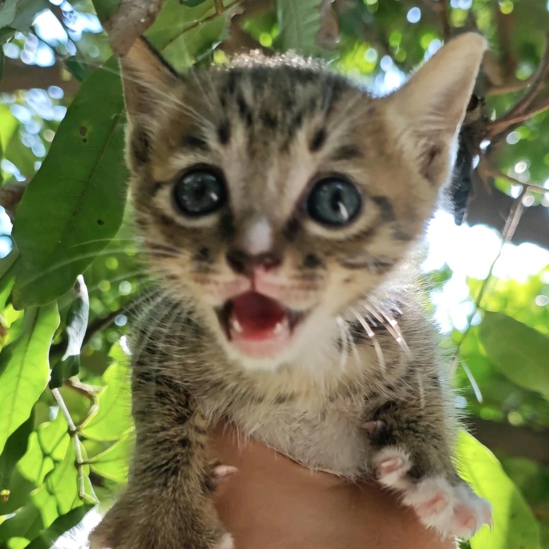 葱油猫饼