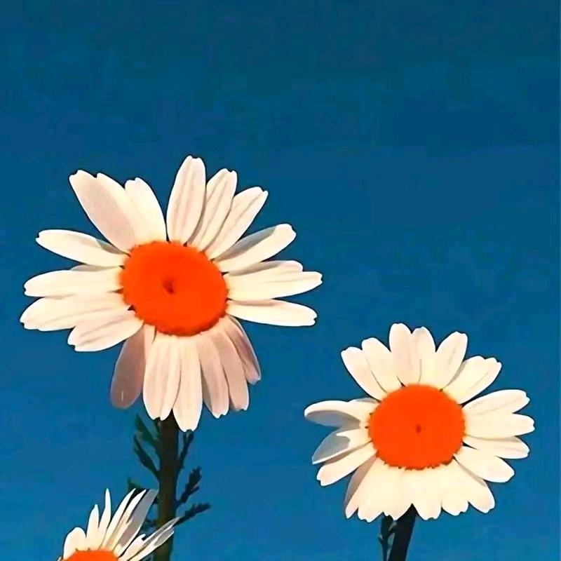 ❀҉知否ꦿ࿐ོ