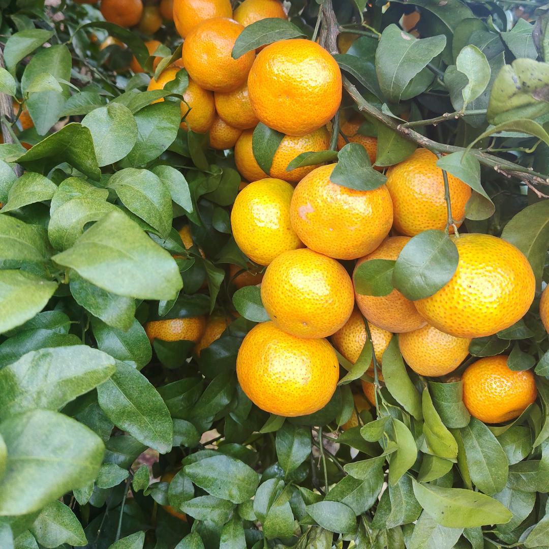 （%力哥）西林沙糖桔代办