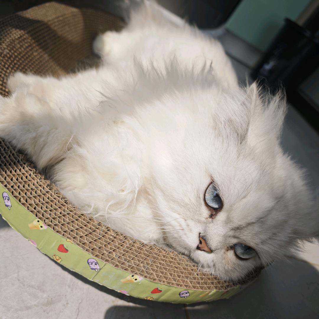 猫弟