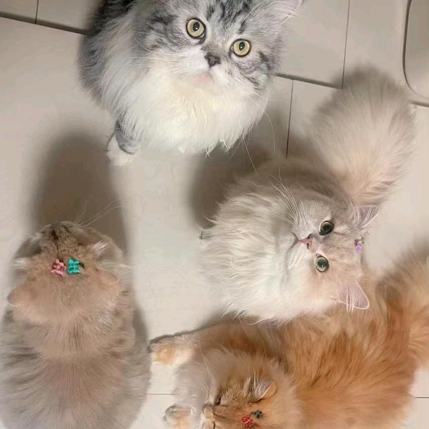 直播小猫（上班搭子）