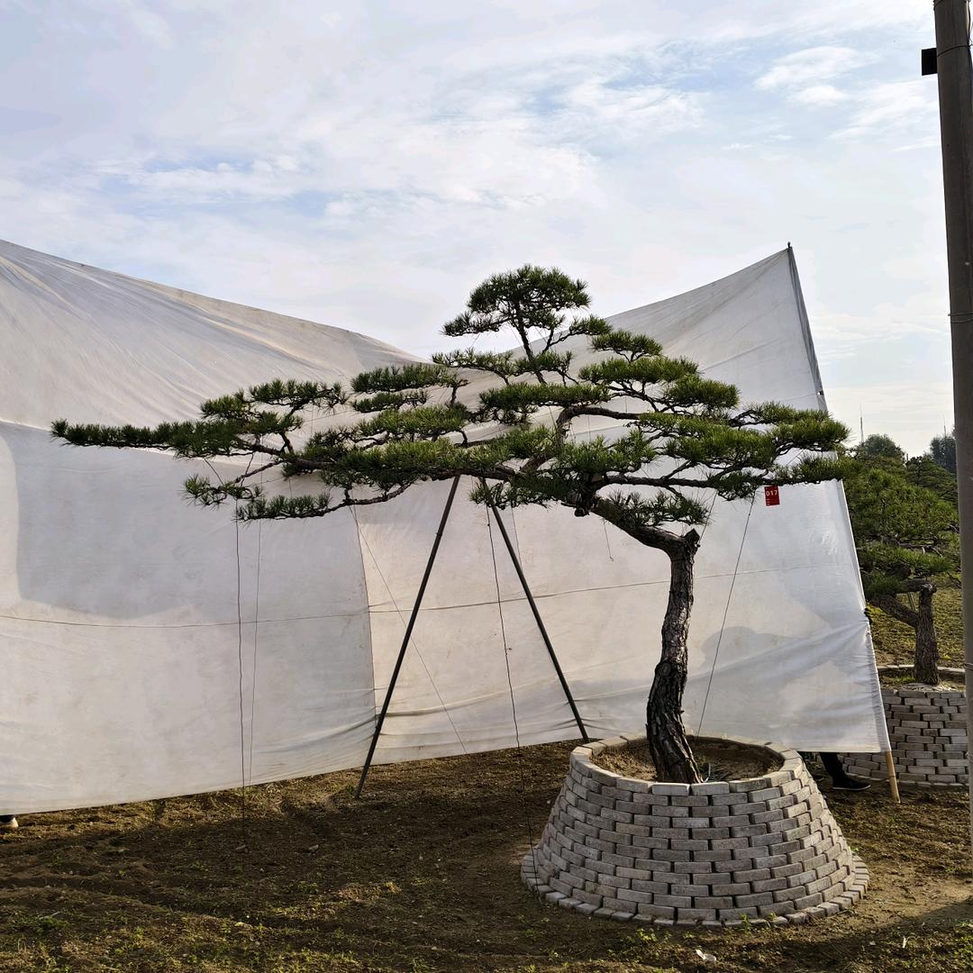泰山一品松