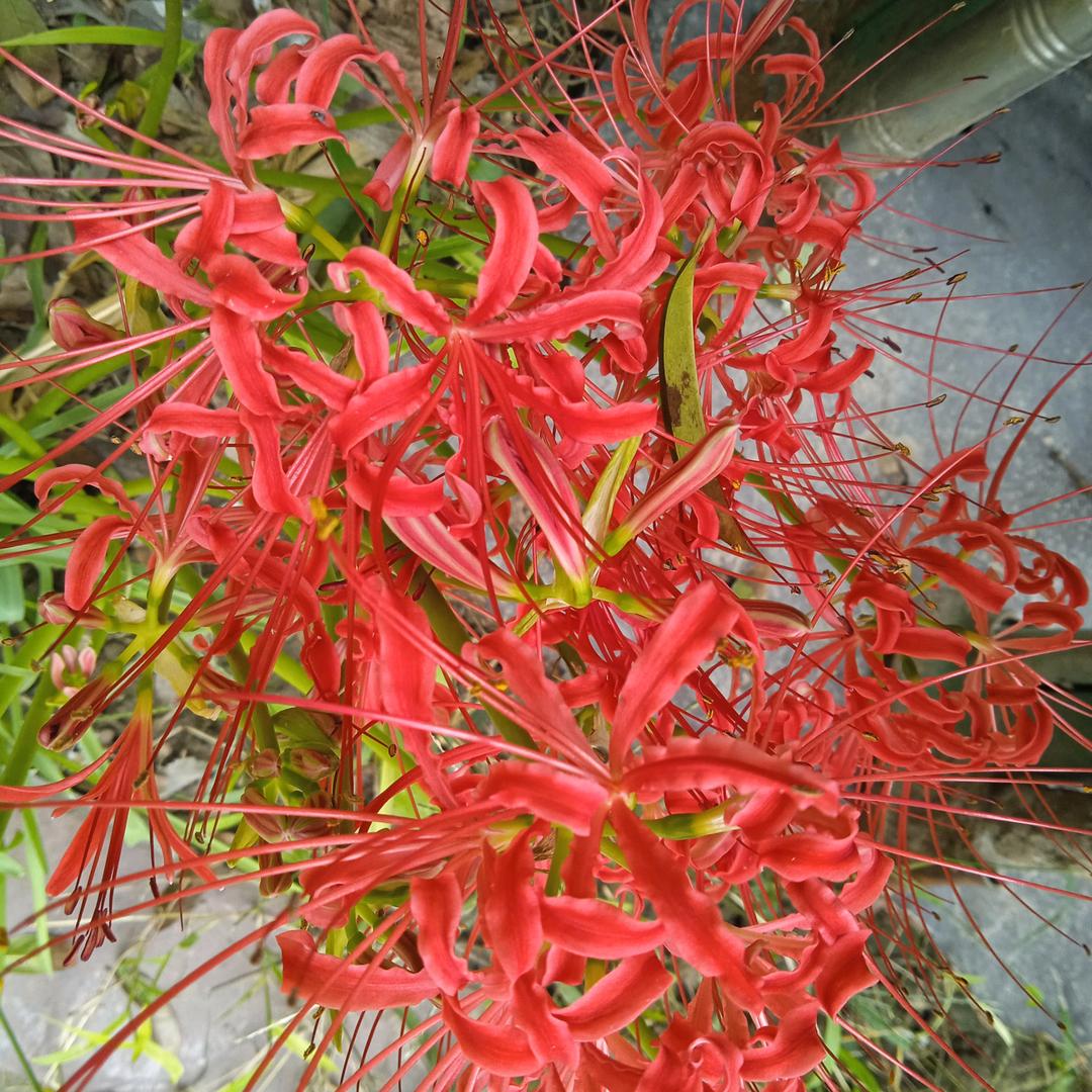 事事如意，心想事成