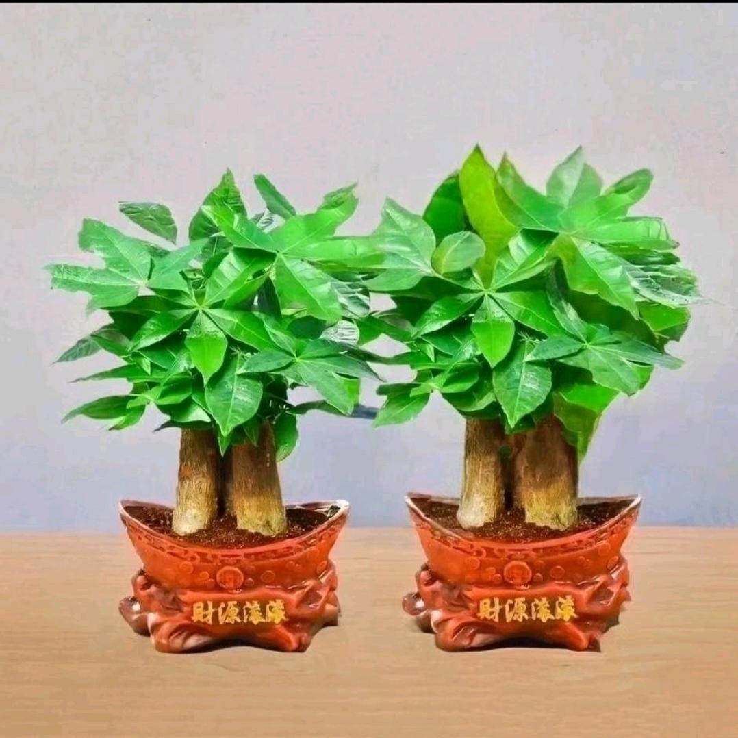 百福源