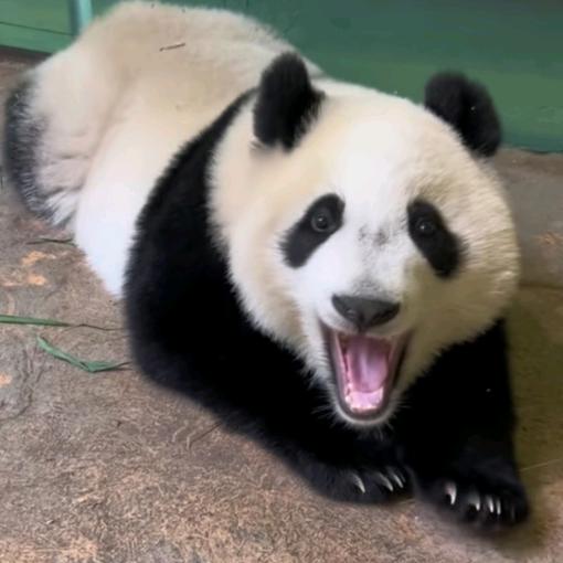 🌈🌈糯米包🌈🌈🌈