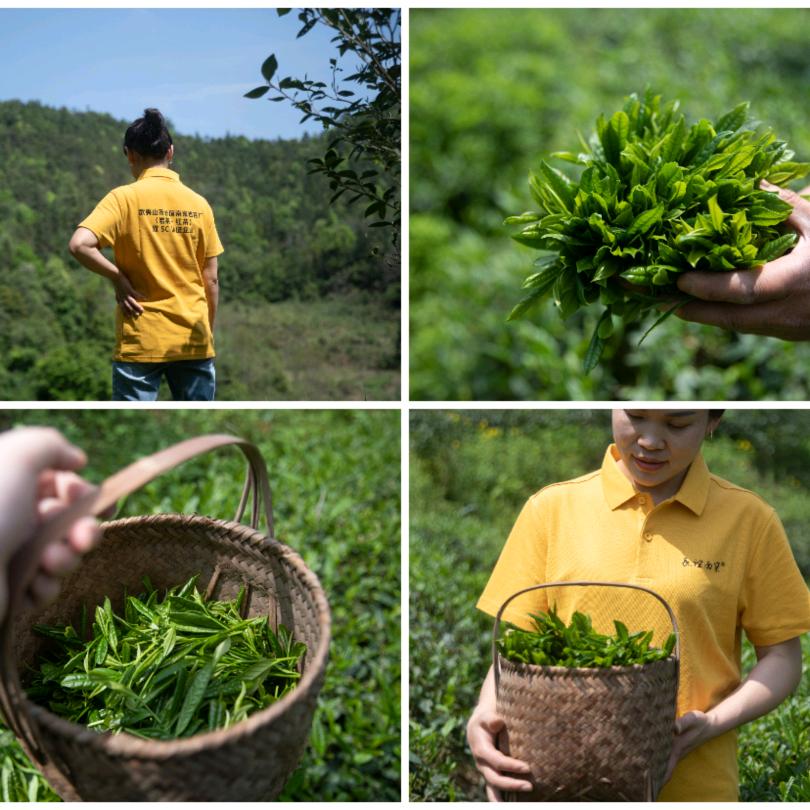 福建南平武夷山～唐春芳
