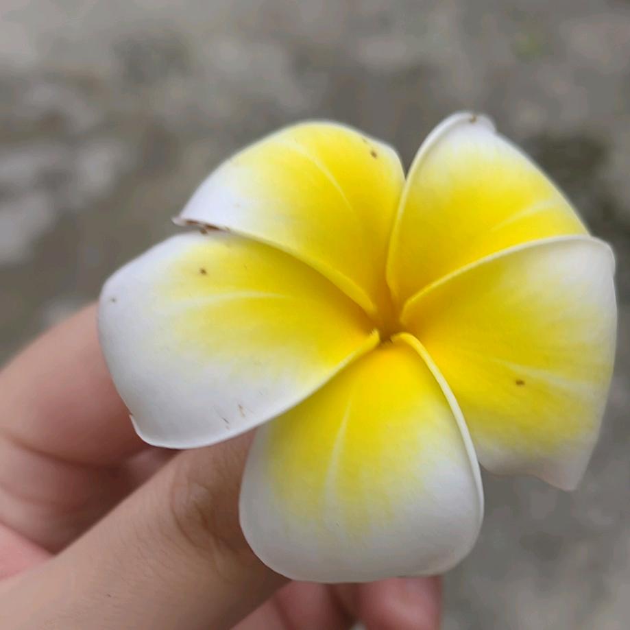 佛山金融～小意