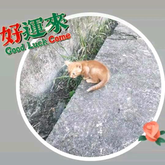 独行客（独孤求财）