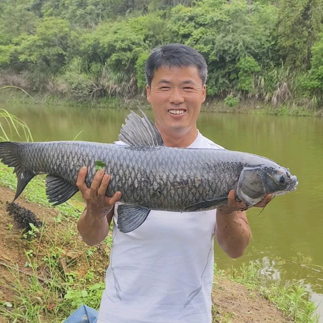 小鲤钓鱼