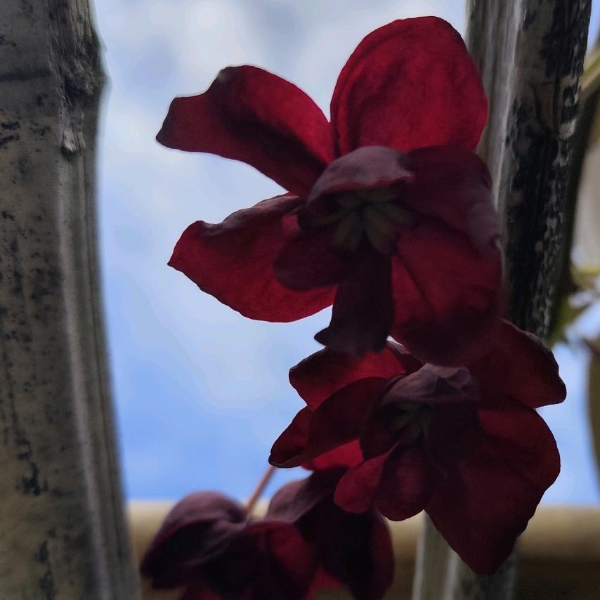 🌱🐾茉莉暮离🌾