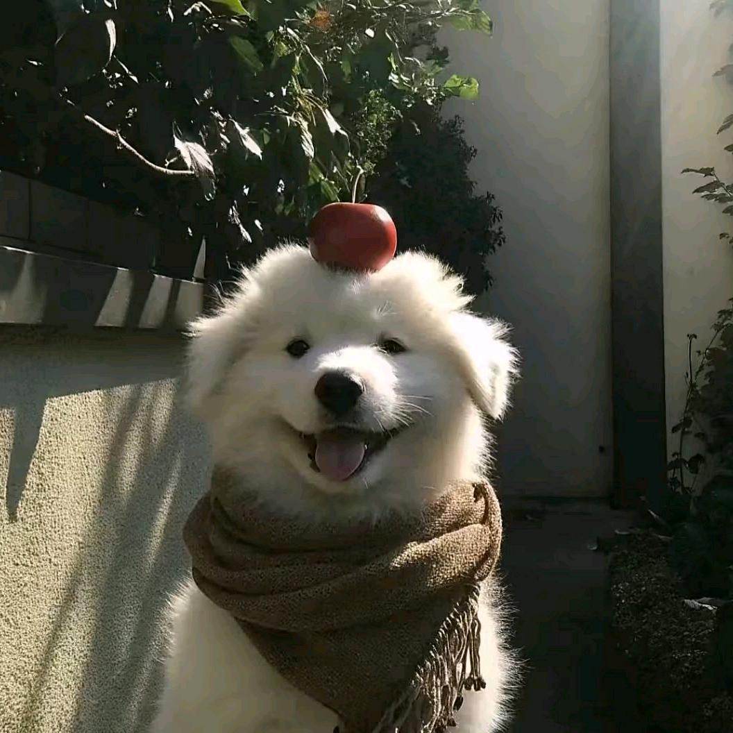 墨饱饱u.