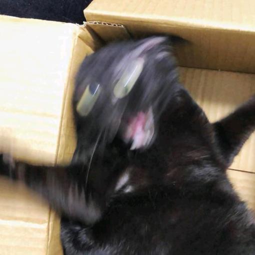 鸭鸭不吃香菇！