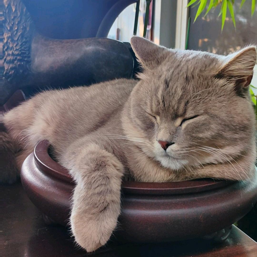 兰花 绿植 猫咪