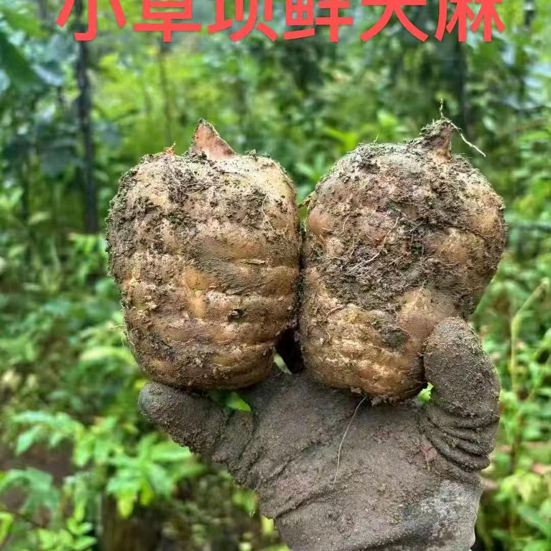 滇集优选     天麻