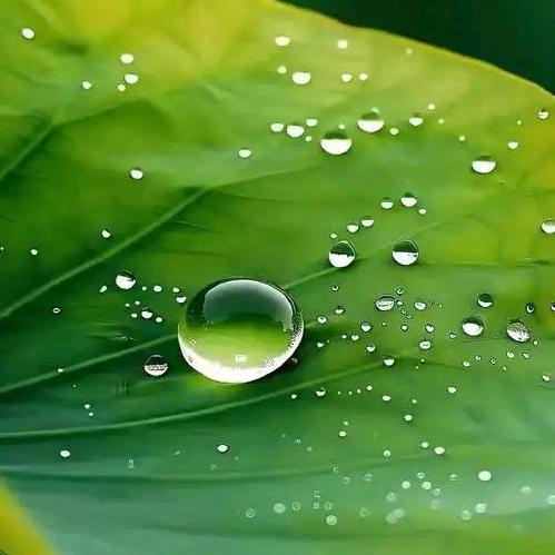 🌈清晨🌈雨露🌈