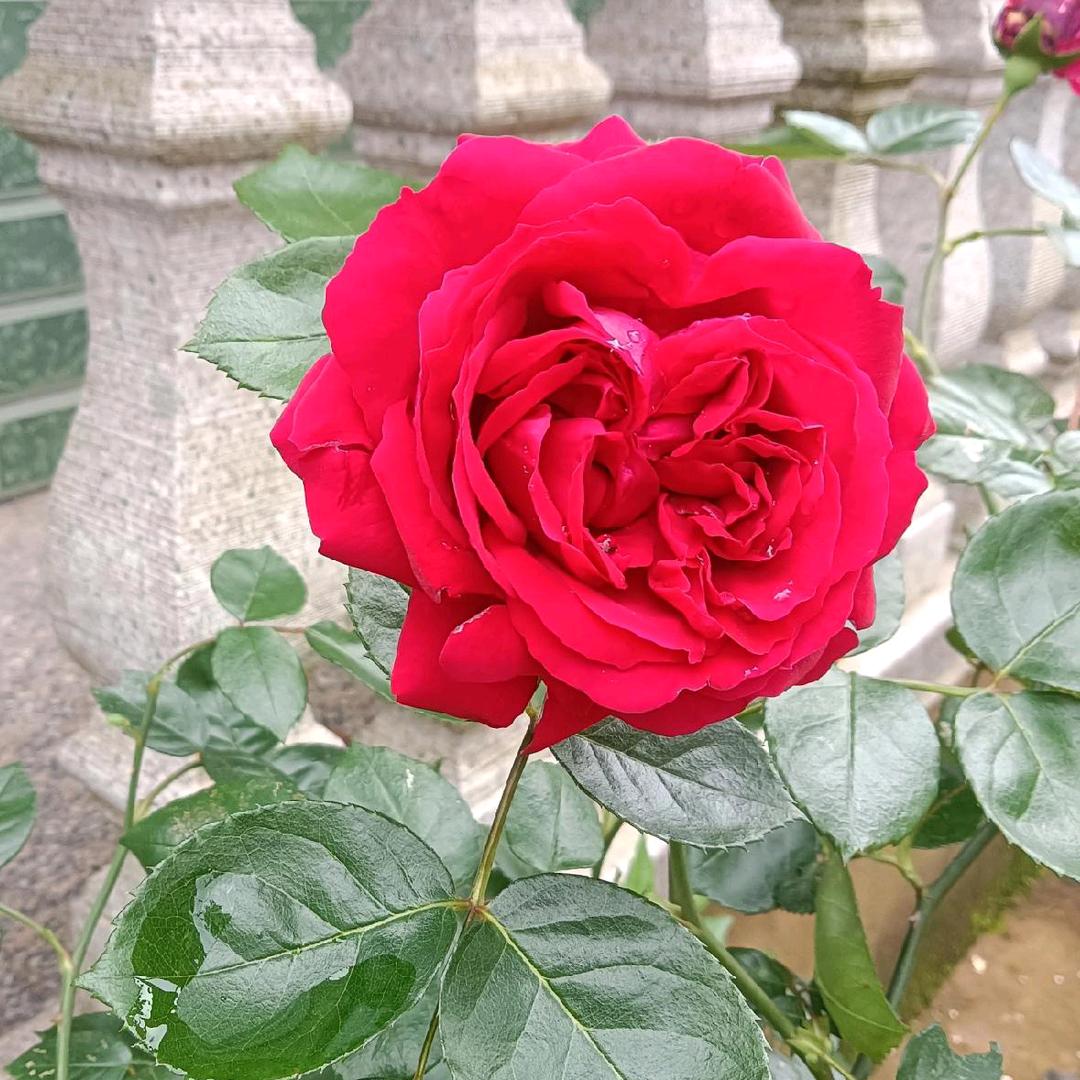 废品回收（萍姐）