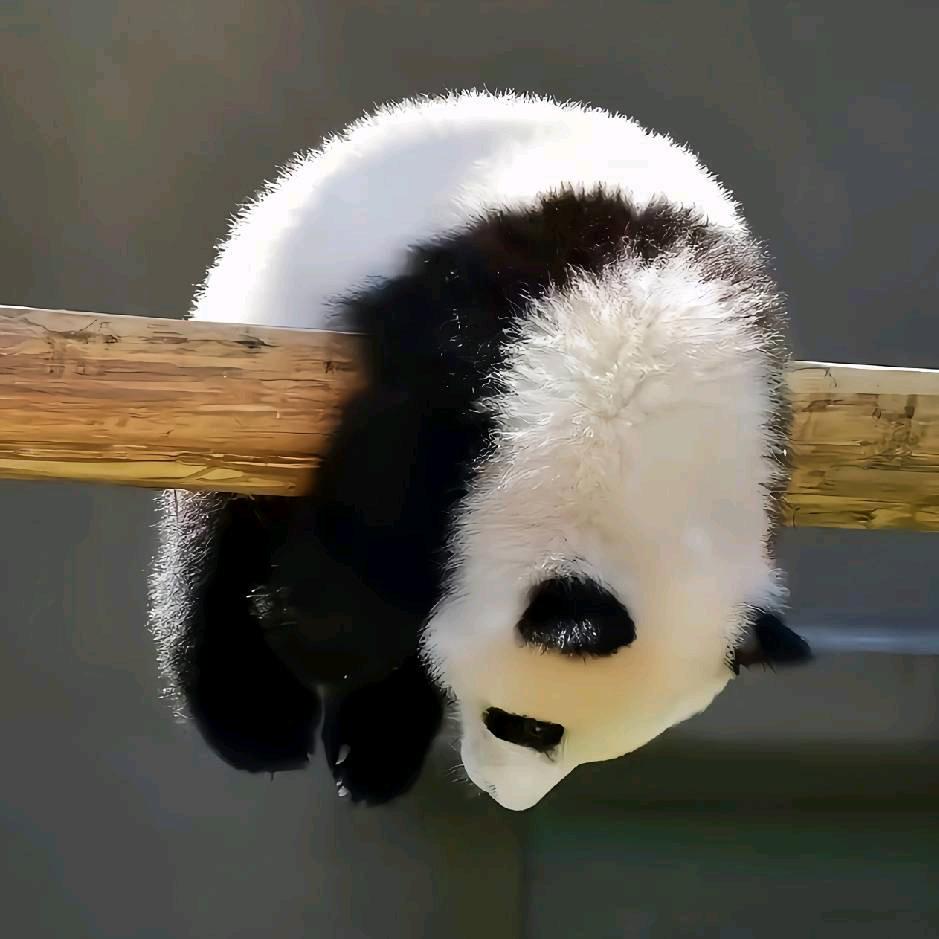 爱吃劣质代可可脂的安卓人