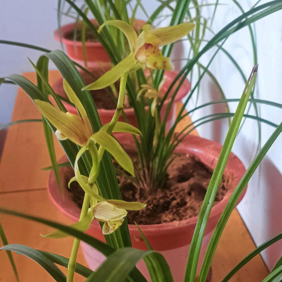 变蛋哥喜欢养草