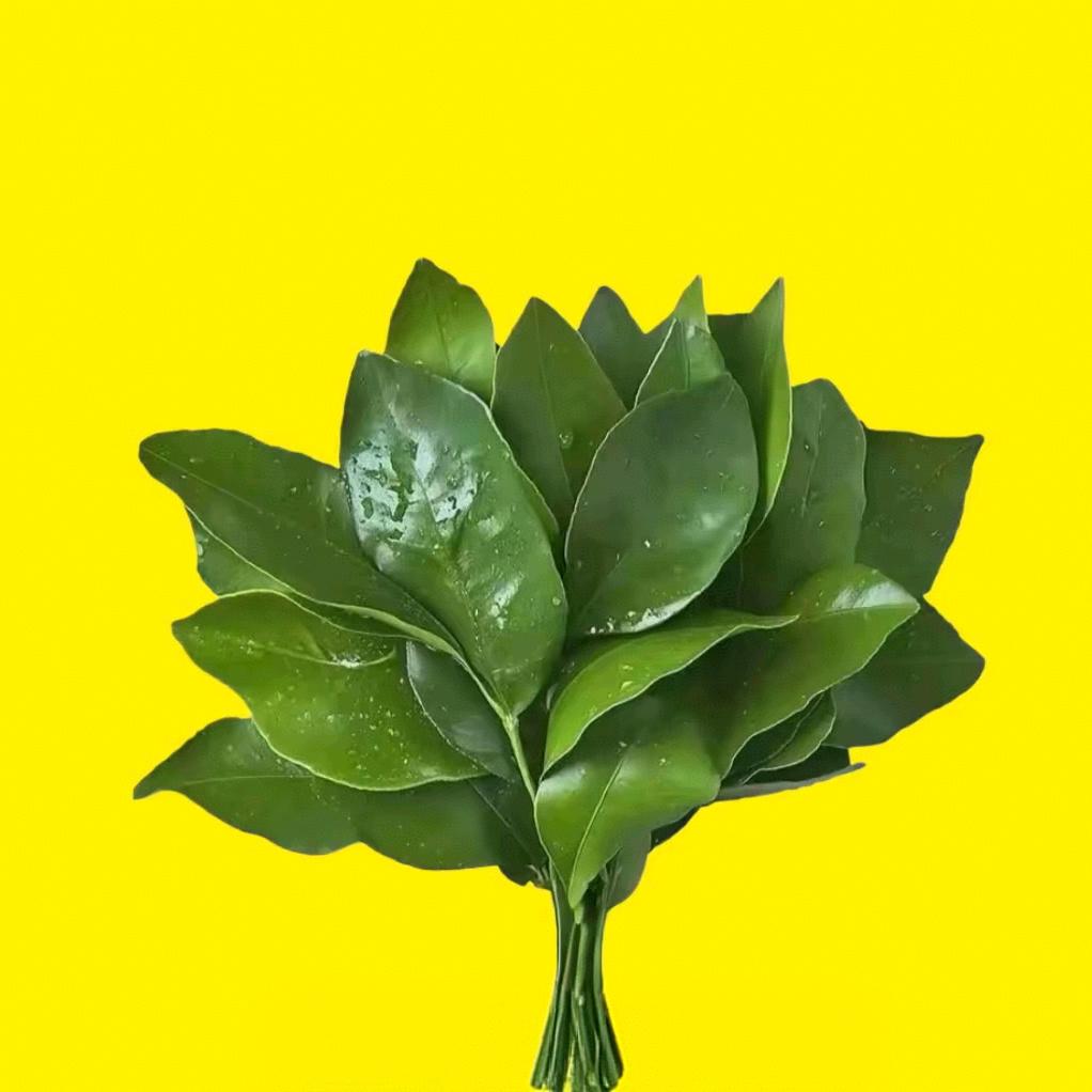春风不负好时光