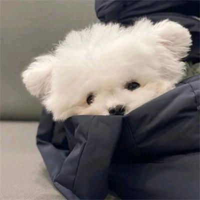 摆烂的一天