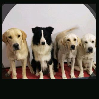 爱之宠物：波哥遛狗