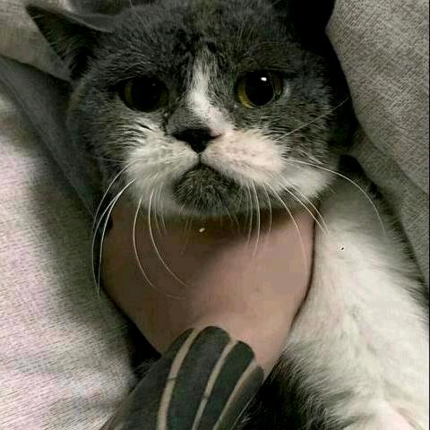 雾中辞