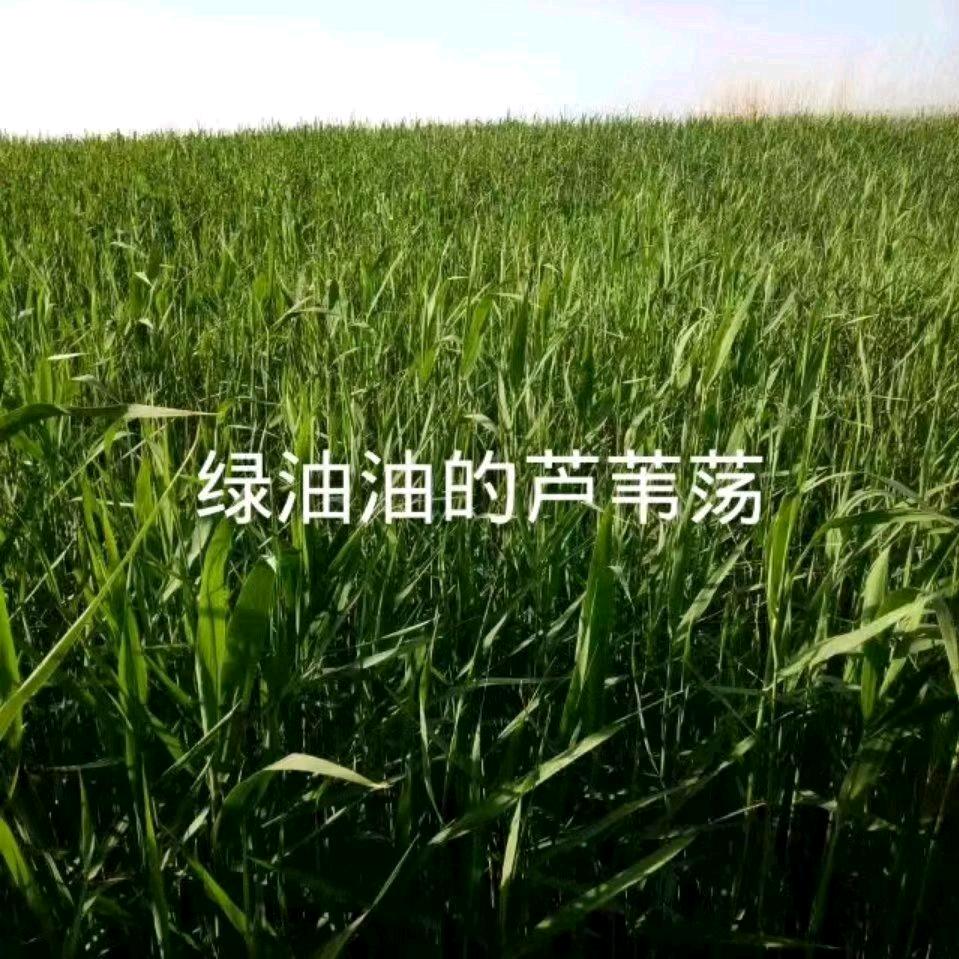 嚣张的张
