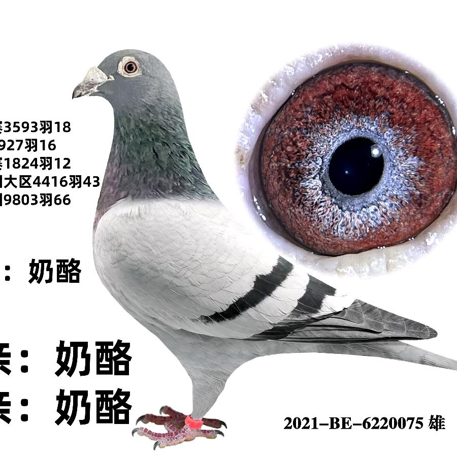 金翔鸽苑
