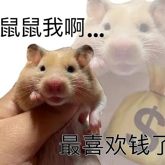 破产鼠