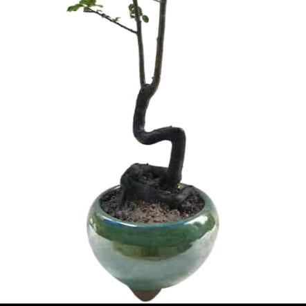 逸之景金弹子