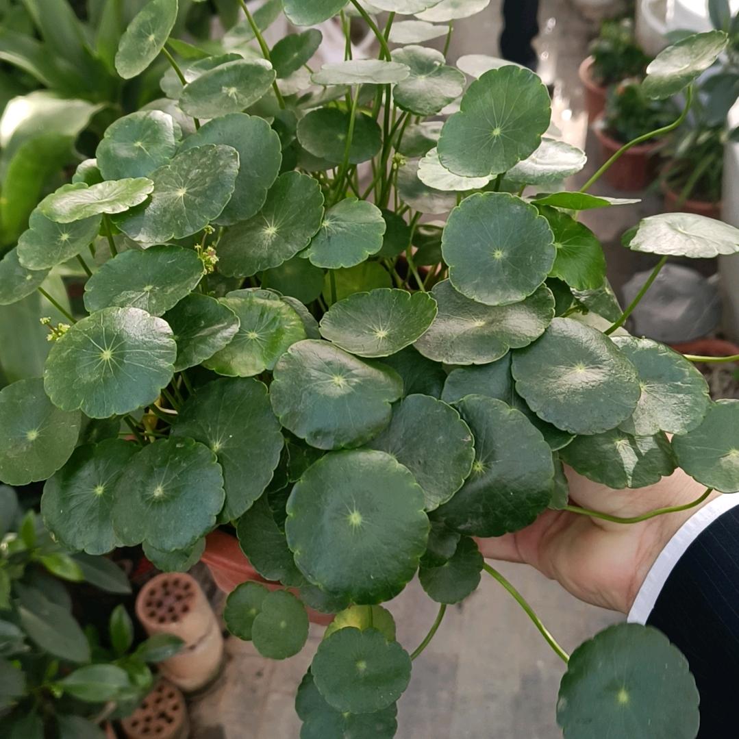 加薪臻选农品坊