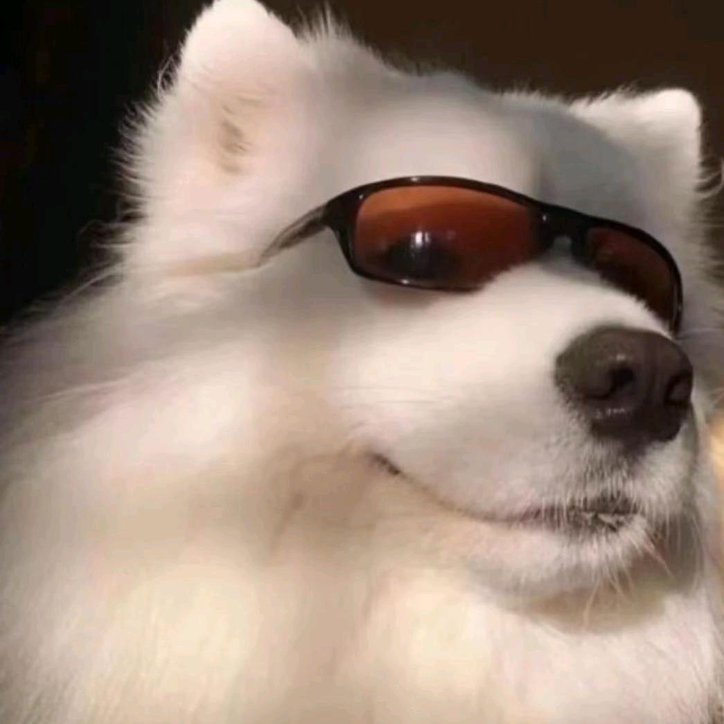 酷狗         　　　　　🪳