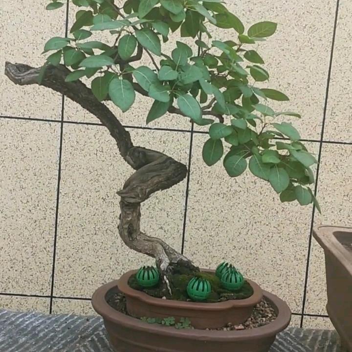 小五哥盆栽
