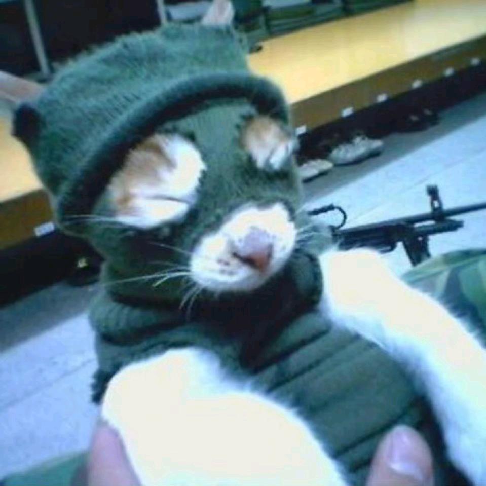 扛砖小猫