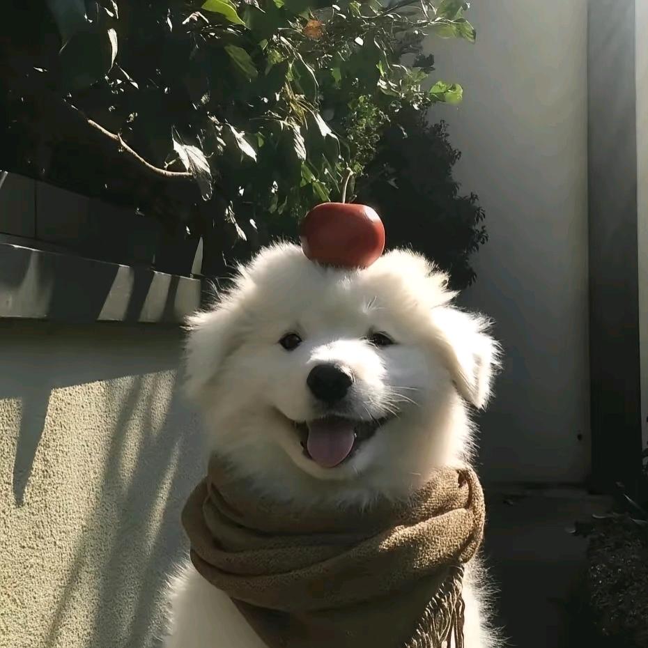 优雅的水晶霉狸猫