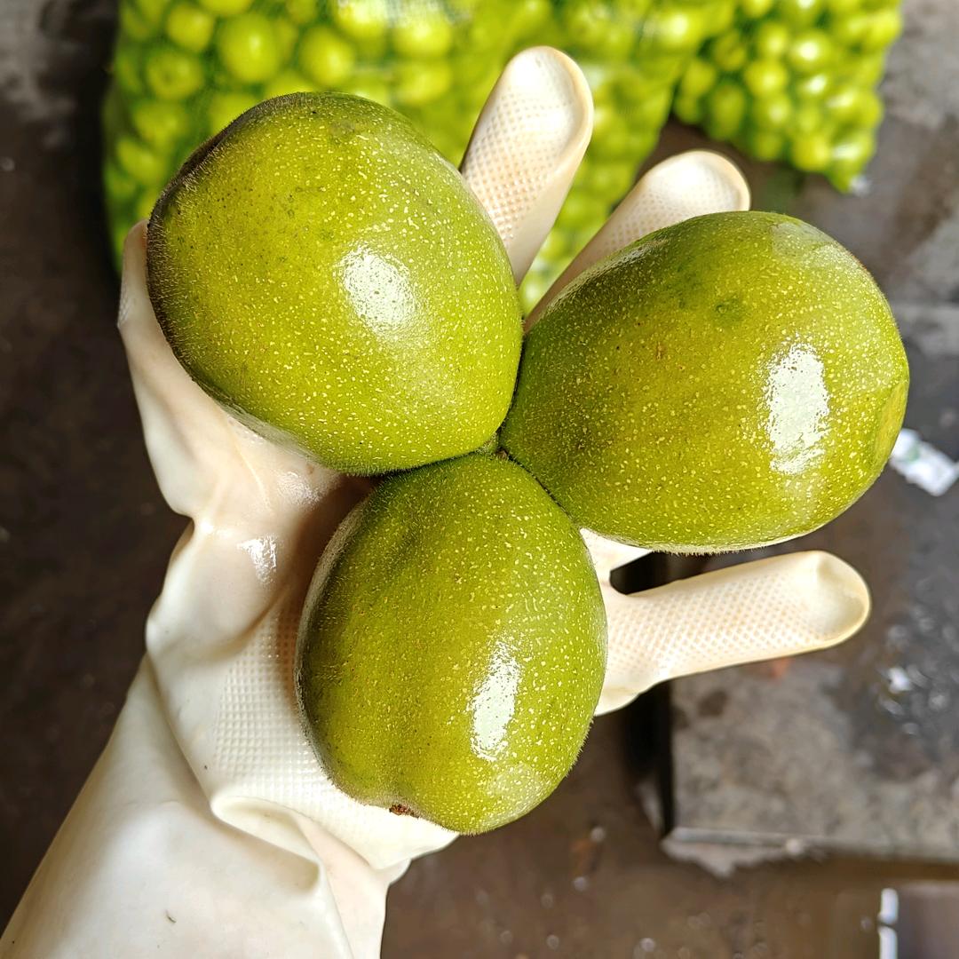 青皮核桃代购！！嫁接核桃和各种果树